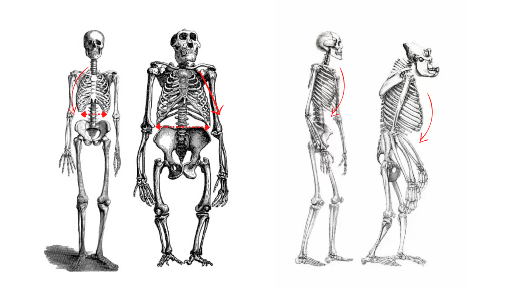 Human vs Ape Ribcage Anatomy